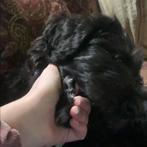 Meet your Posher, Destiny